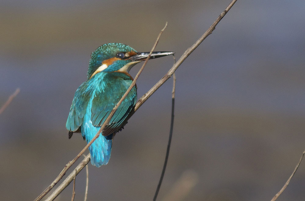 Martin-pêcheur d'Europe Alcedo atthis (Linnaeus, 1758)
