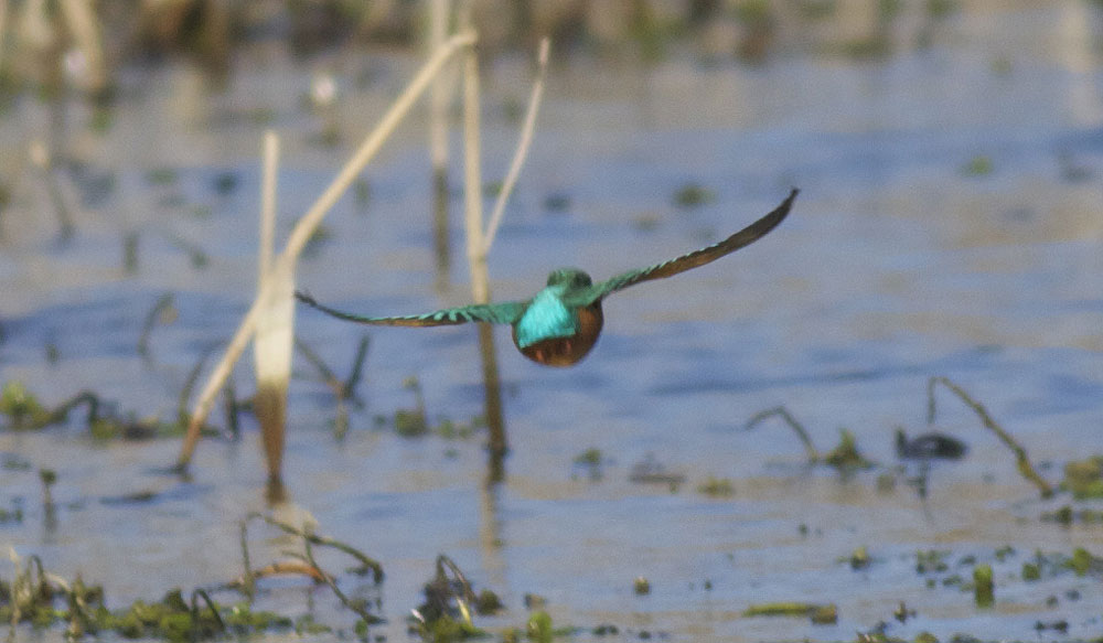 Martin-pêcheur d'Europe Alcedo atthis (Linnaeus, 1758)