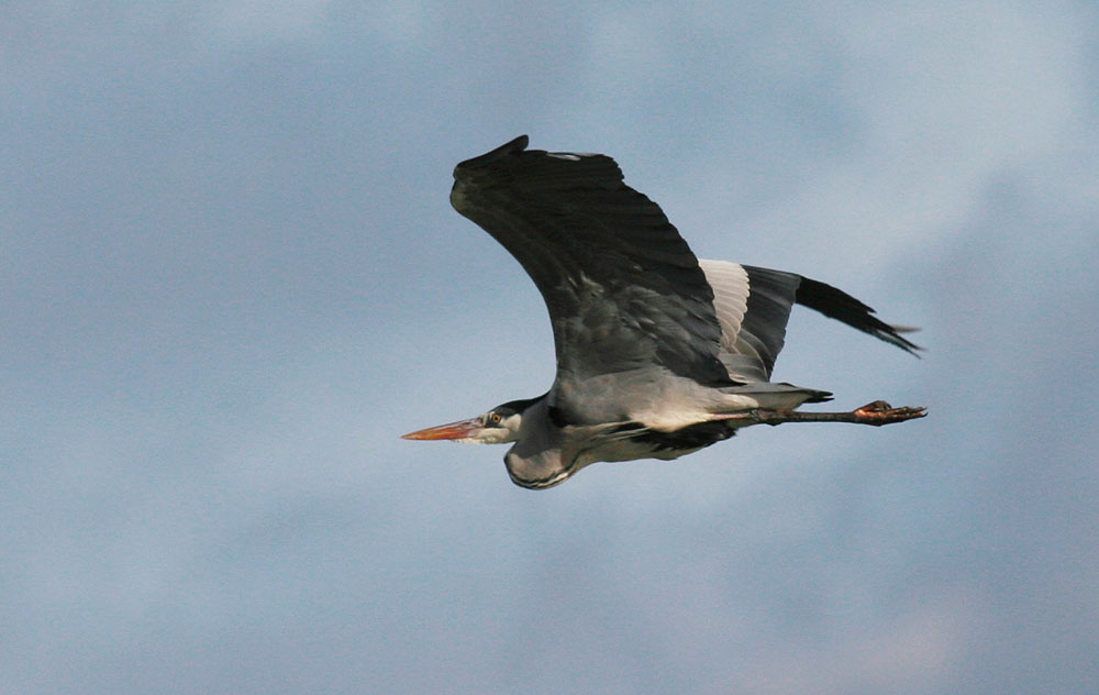 Héron cendré Ardea cinerea Linnaeus, 1758