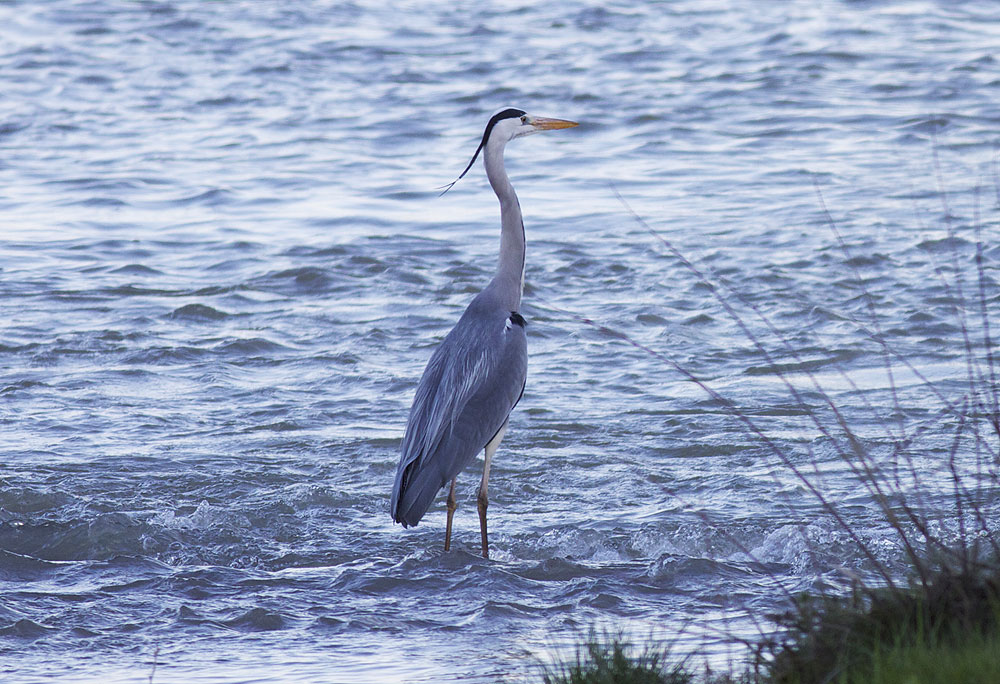 Héron cendré Ardea cinerea Linnaeus, 1758