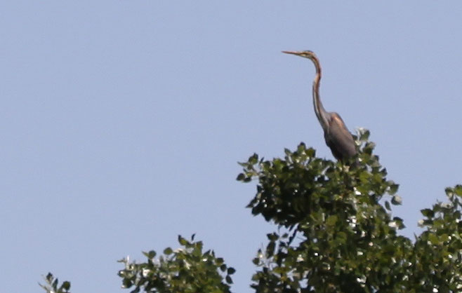 Héron pourpré Ardea purpurea Linnaeus, 1766
