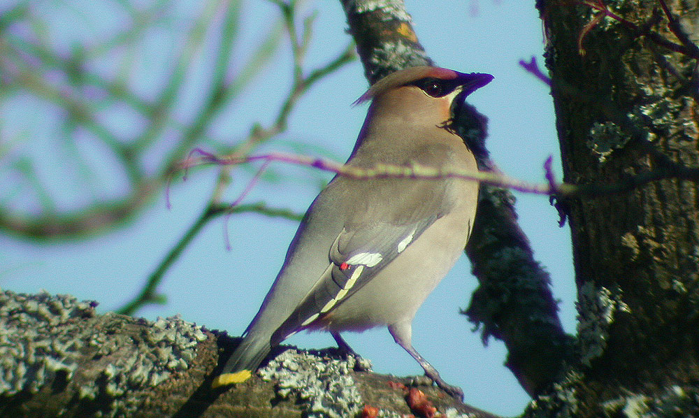 Le Jaseur boréal, Jaseur de Bohème Bombycilla garrulus (Linnaeus, 1758)
