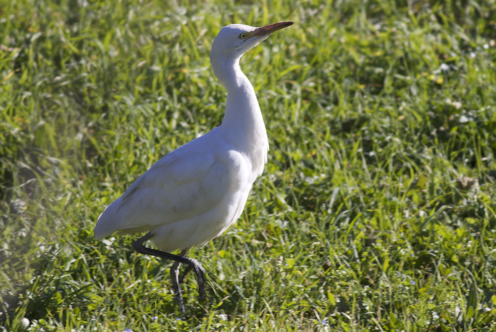 Héron garde-boeufs Bubulcus ibis (Linnaeus, 1758)
