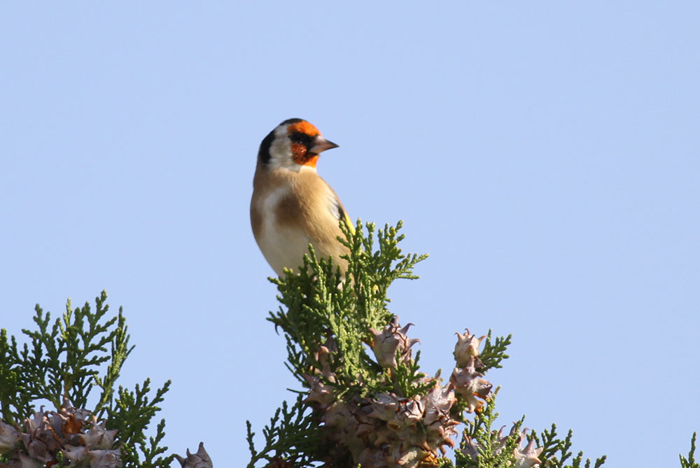 Chardonneret élégant Carduelis carduelis (Linnaeus, 1758)