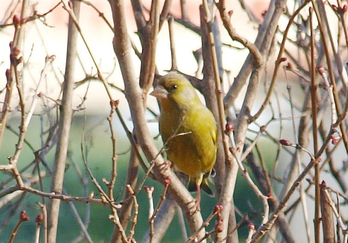 Verdier d'Europe Carduelis chloris (Linnaeus, 1758)