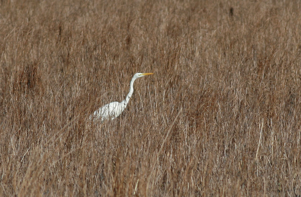 Grande Aigrette Ardea alba Linnaeus, 1758