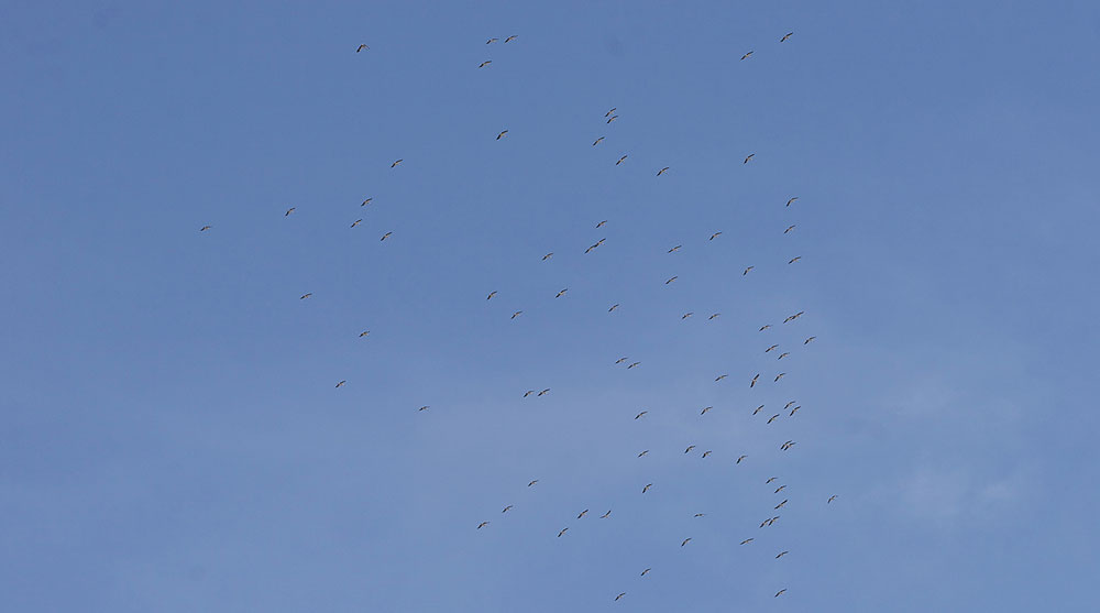 Cigogne blanche Ciconia ciconia (Linnaeus, 1758)