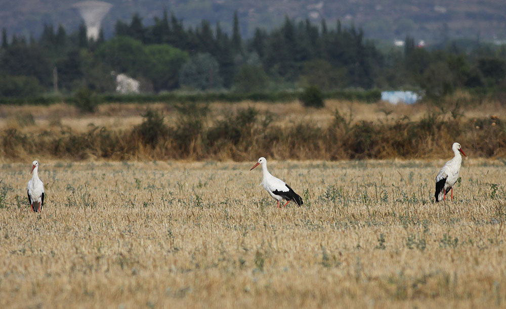 Cigogne blanche Ciconia ciconia (Linnaeus, 1758)