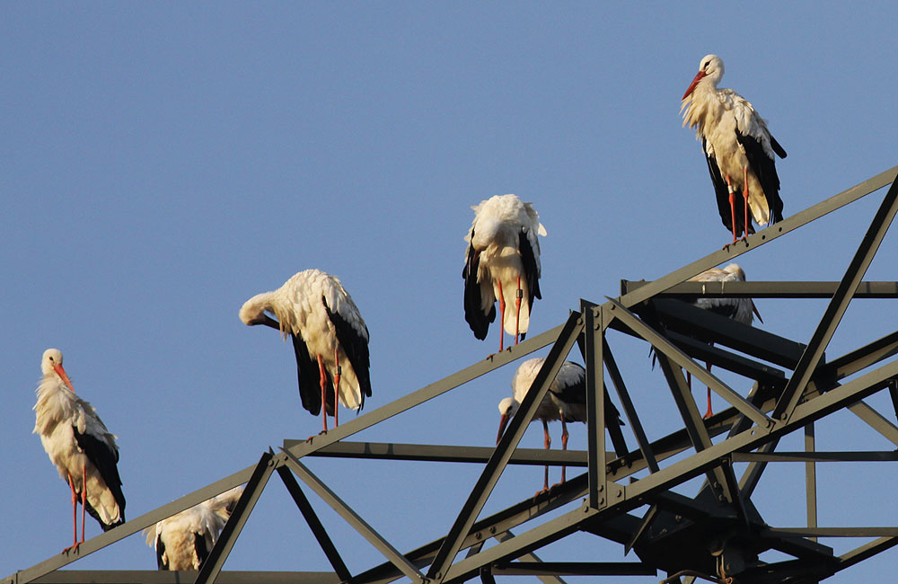 Cigogne blanche Ciconia ciconia (Linnaeus, 1758)