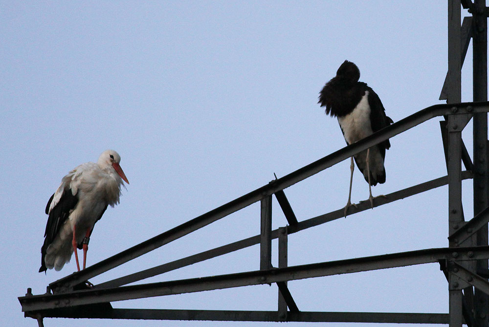 Cigogne noire Ciconia nigra (Linnaeus, 1758)