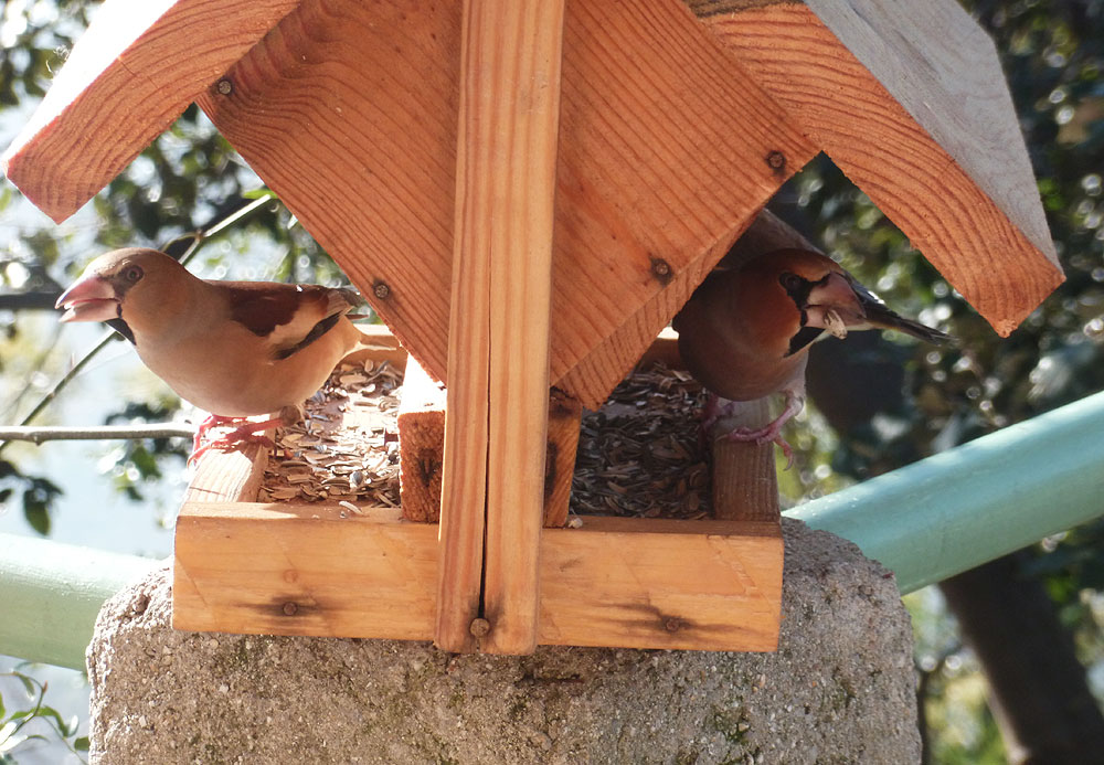 Le Grosbec casse-noyaux Coccothraustes coccothraustes (Linnaeus, 1758)