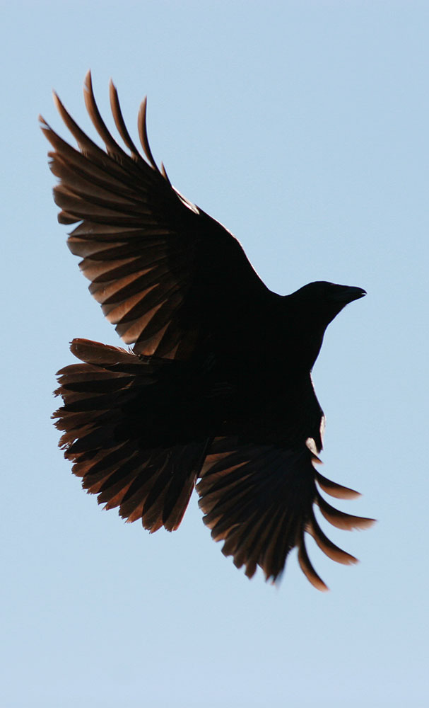 Corneille noire Corvus corone Linnaeus, 1758
