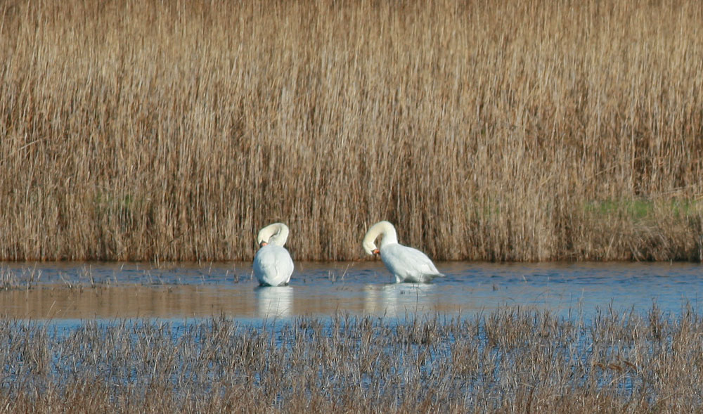 Cygne tuberculé Cygnus olor (Gmelin, 1803)