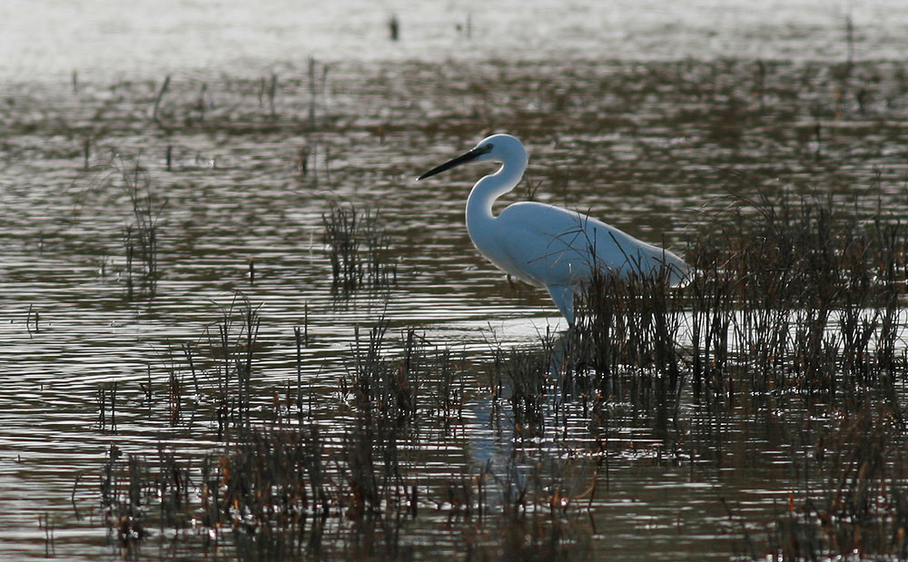 Aigrette garzette Egretta garzetta (Linnaeus, 1766)
