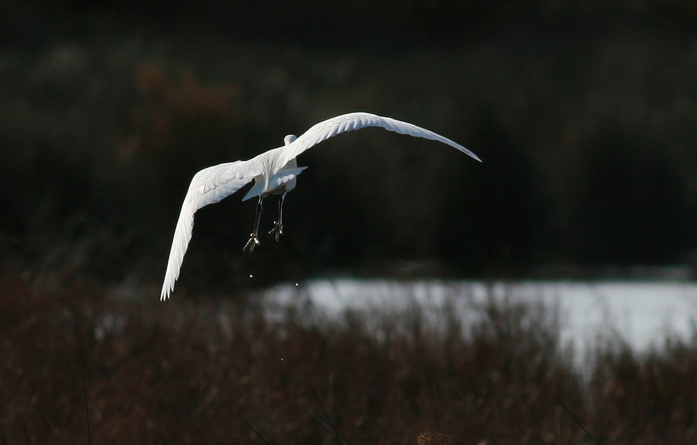 Aigrette garzette Egretta garzetta (Linnaeus, 1766)
