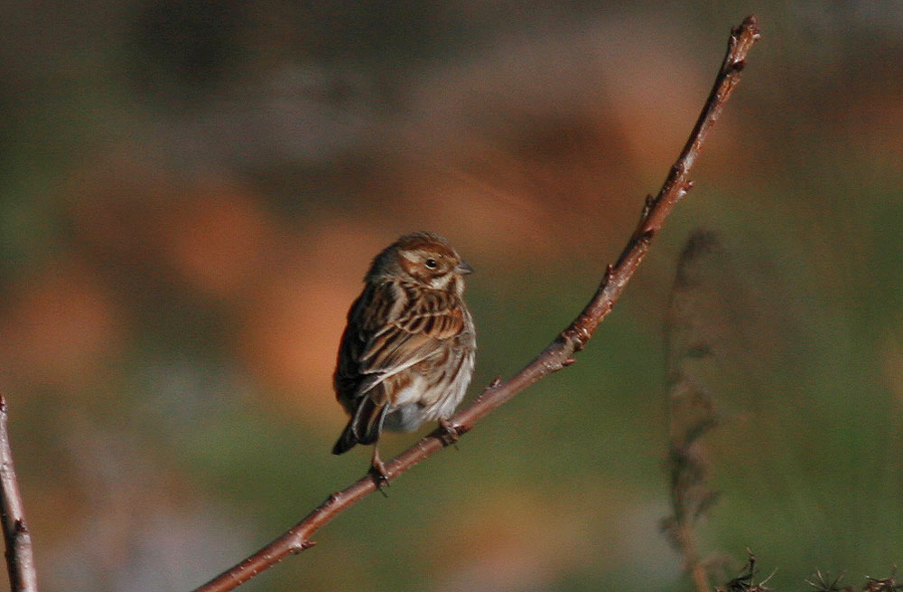 Bruant des roseaux Emberiza schoeniclus (Linnaeus, 1758)