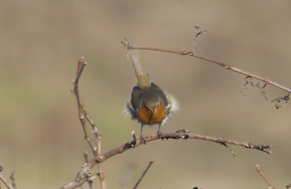 Rougegorge familier Erithacus rubecula (Linnaeus, 1758)