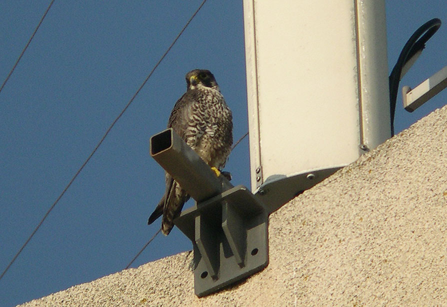 Faucon pèlerin Falco peregrinus Tunstall, 1771