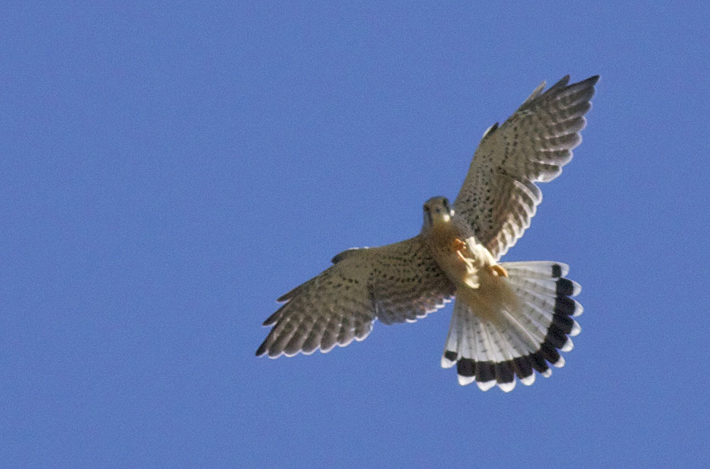 Faucon crécerelle Falco tinnunculus Linnaeus, 1758