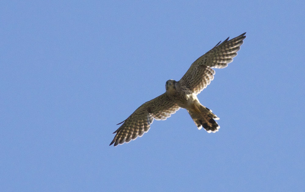 Faucon crécerelle Falco tinnunculus Linnaeus, 1758