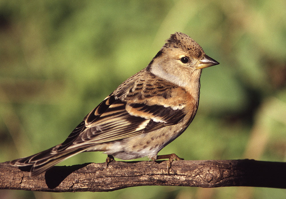 Pinson du nord, Pinson des Ardennes Fringilla montifringilla Linnaeus, 1758