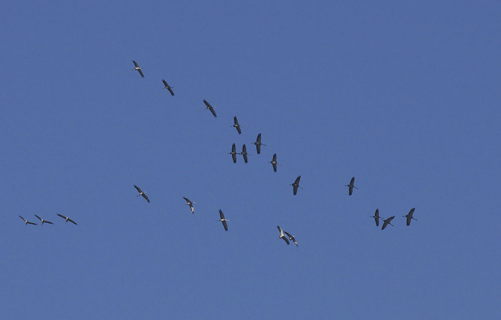 Grue cendrée Grus grus (Linnaeus, 1758)