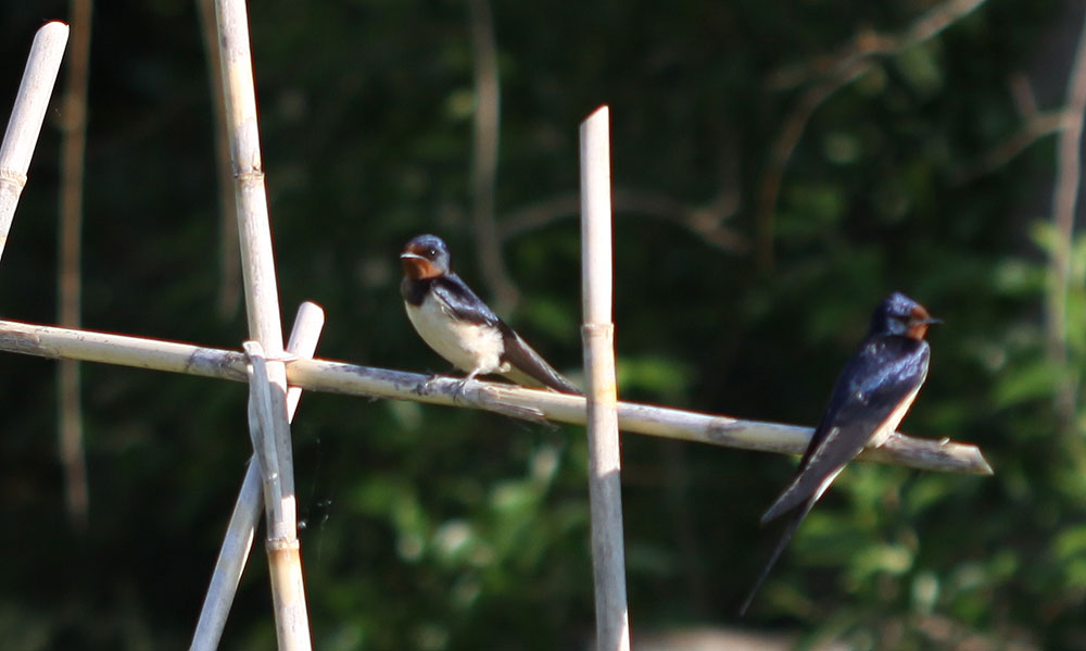 Hirondelle rustique, Hirondelle de cheminée Hirundo rustica Linnaeus, 1758