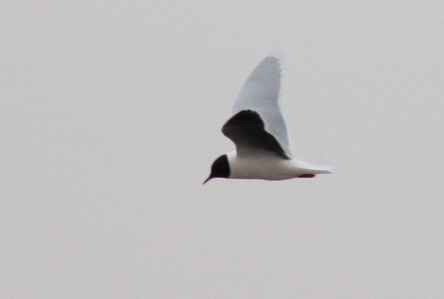 Mouette pygmée Hydrocoloeus minutus (Pallas, 1776)