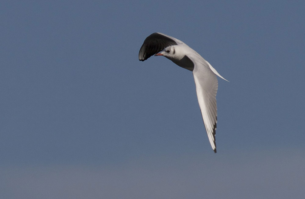 Mouette rieuse Chroicocephalus ridibundus (Linnaeus, 1766)