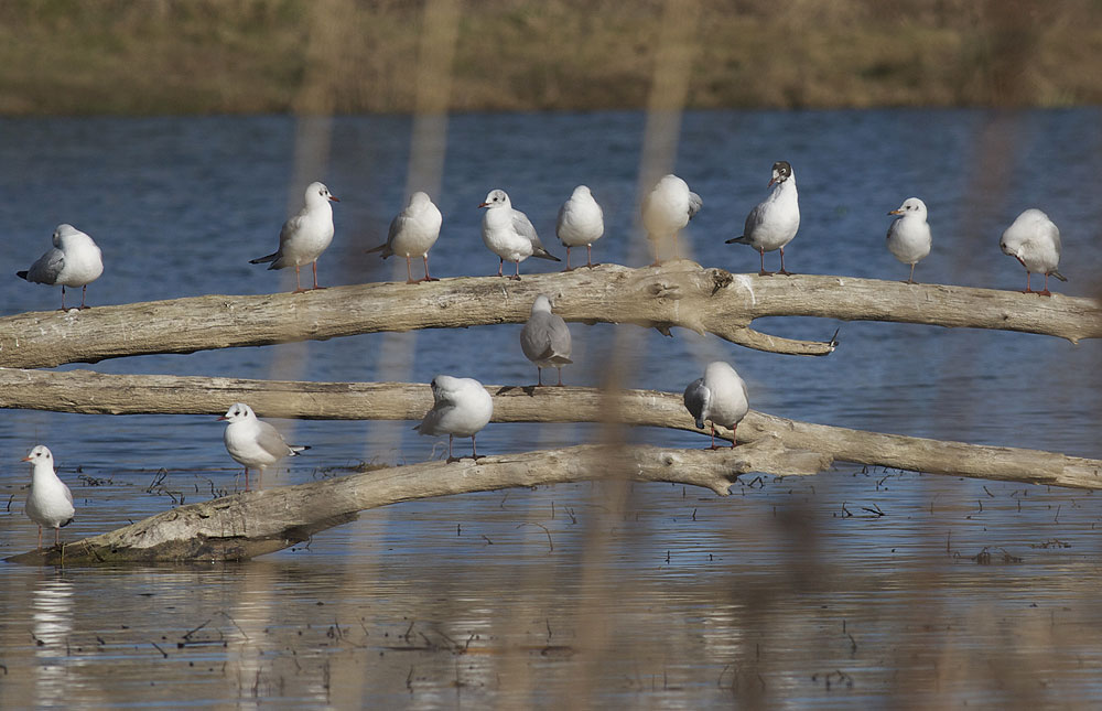 Mouette rieuse Chroicocephalus ridibundus (Linnaeus, 1766)