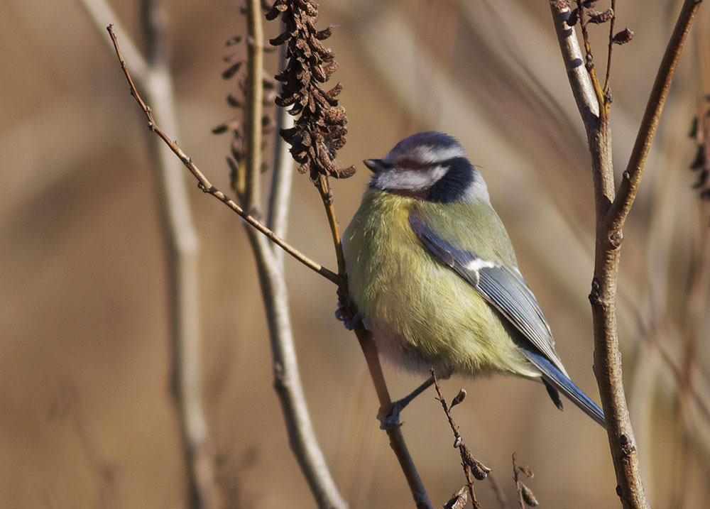 Mésange bleue Cyanistes caeruleus (Linnaeus, 1758)