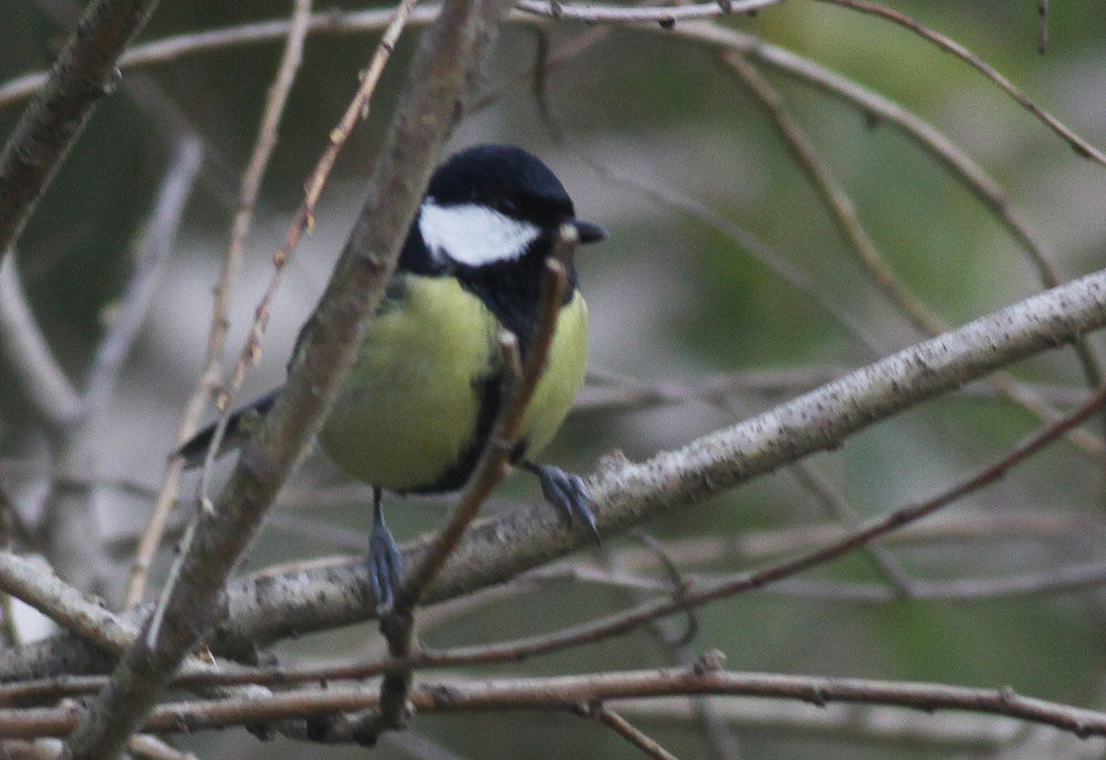 Mésange charbonnière Parus major Linnaeus, 1758