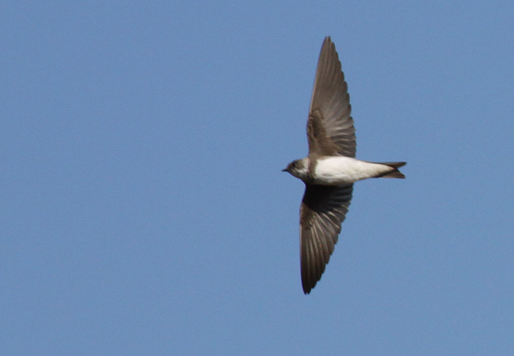 Hirondelle de rivage Riparia riparia (Linnaeus, 1758)