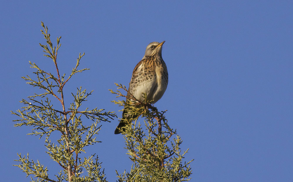Grive litorne Turdus pilaris Linnaeus, 1758