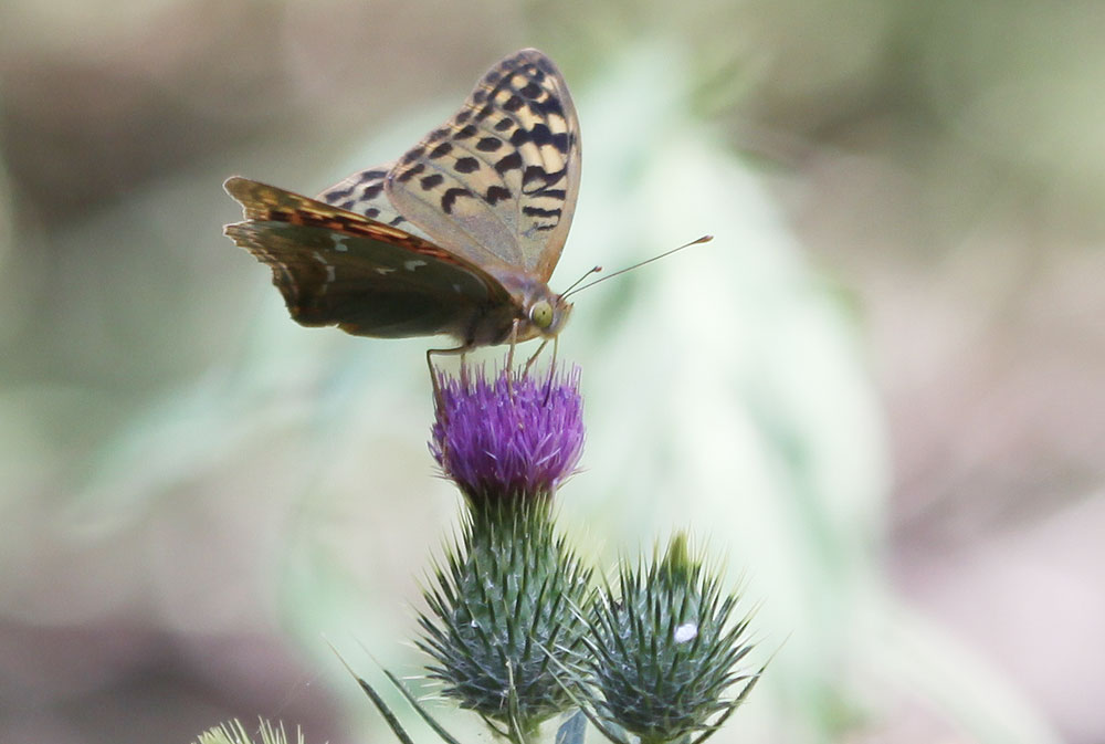 Cardinal (Le), Pandora (Le), Nacré turquoise (Le) Argynnis pandora (Denis & Schiffermüller, 1775)