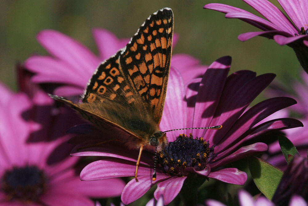 Mélitée du Plantain (La), Déesse à ceinturons (La) Melitaea cinxia (Linnaeus, 1758)