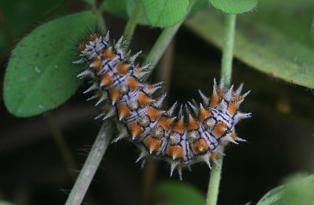 Mélitée orangée (La), Damier orangé (Le), Diane (L Melitaea didyma (Esper, 1778)