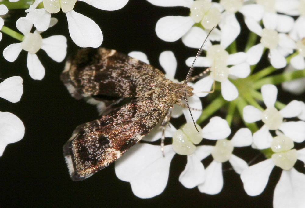 Anthophila fabriciana (Linnaeus, 1767)