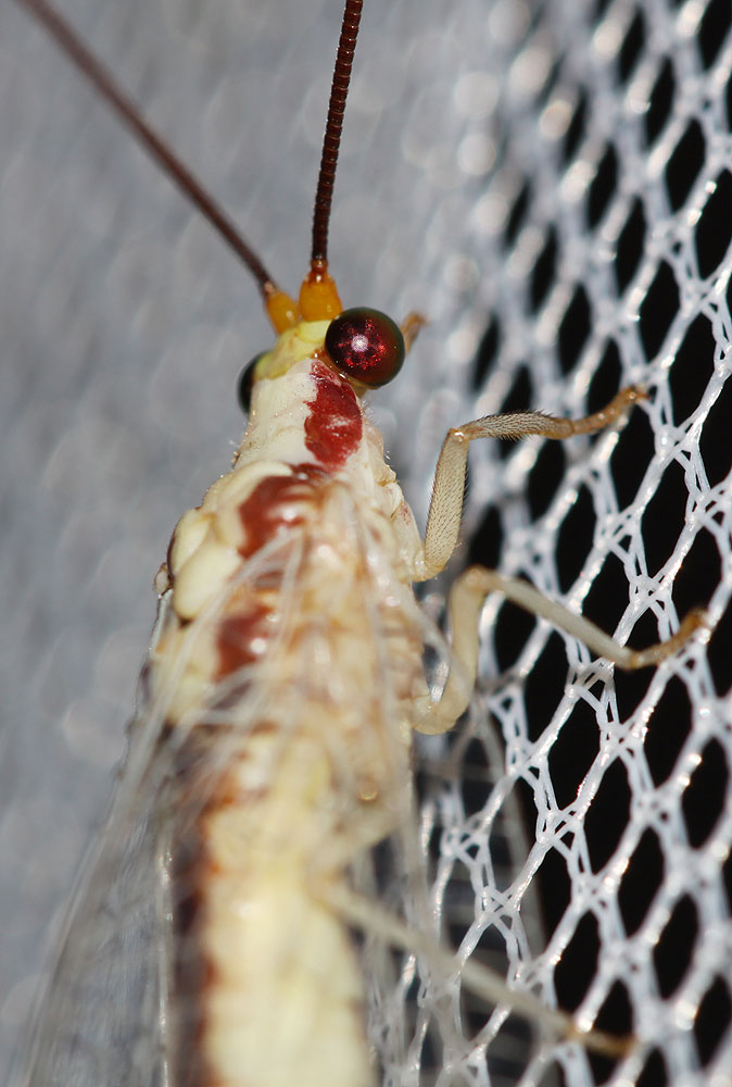  Italochrysa italica (Rossi, 1790)