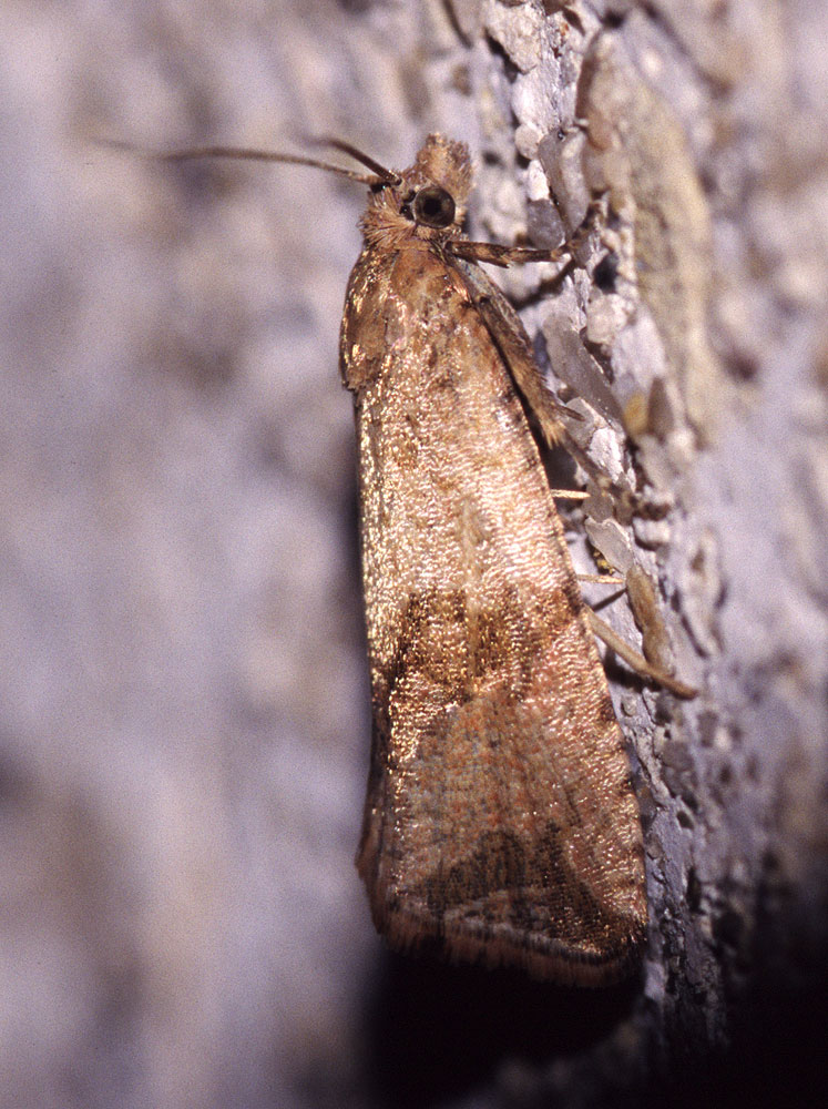  Celypha striana (Denis & Schiffermüller, 1775)