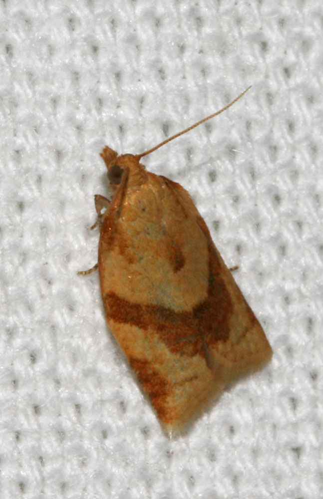 Clepsis consimilana (Hübner, 1817)
