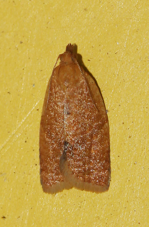 Clepsis consimilana (Hübner, 1817)