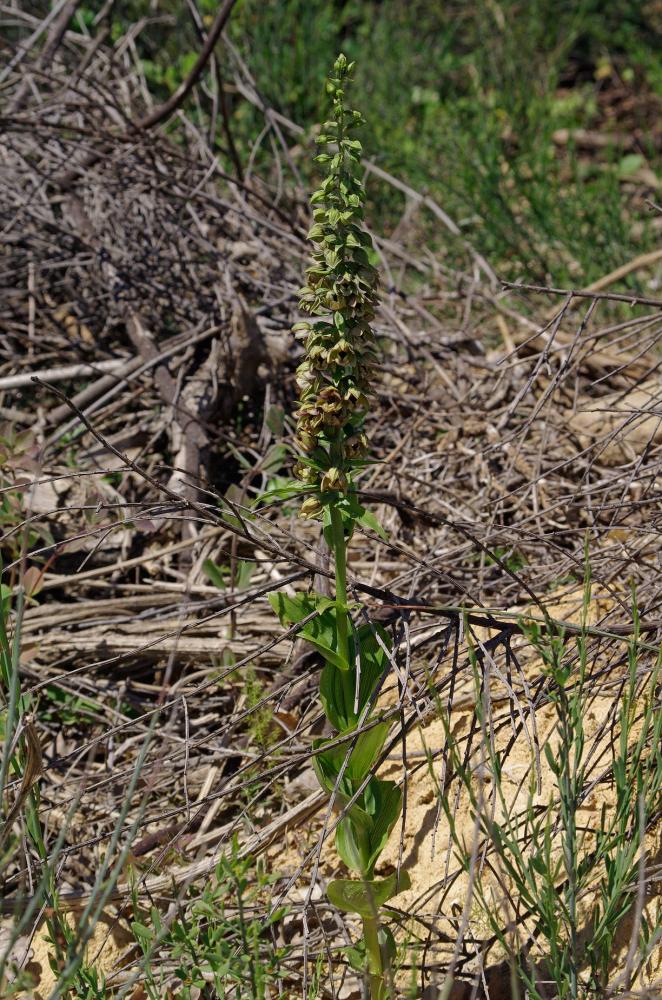 Épipactis à larges feuilles, Elléborine à larges f Epipactis helleborine (L.) Crantz, 1769