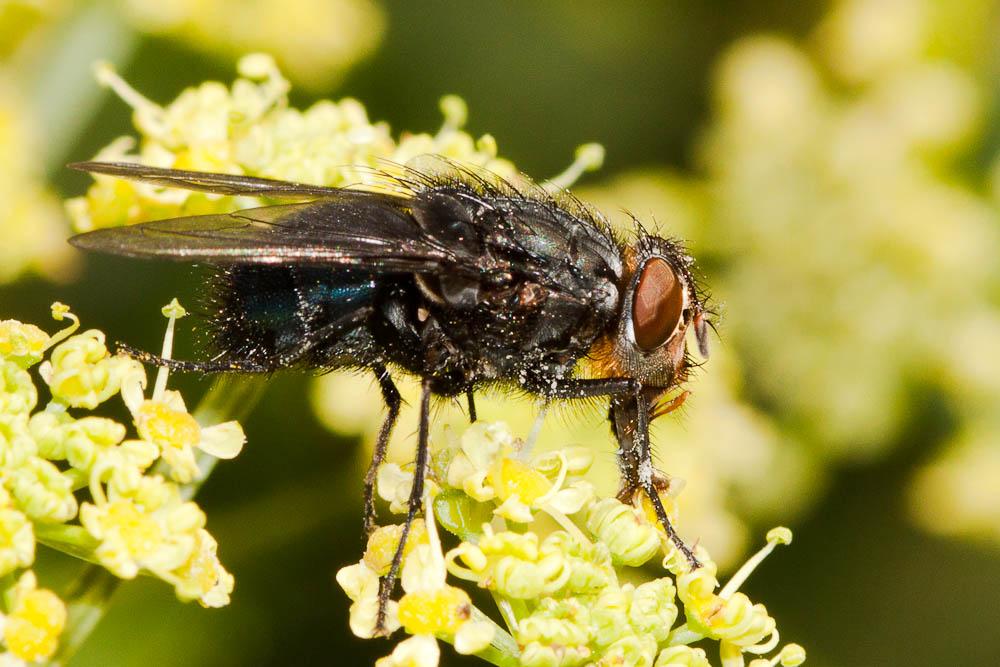 Mouche bleue Calliphora vomitoria (Linnaeus, 1758)