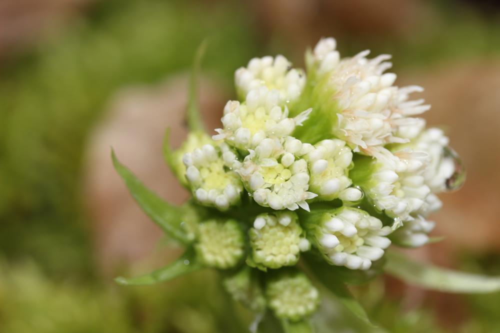 Pétasite blanc Petasites albus (L.) Gaertn., 1791