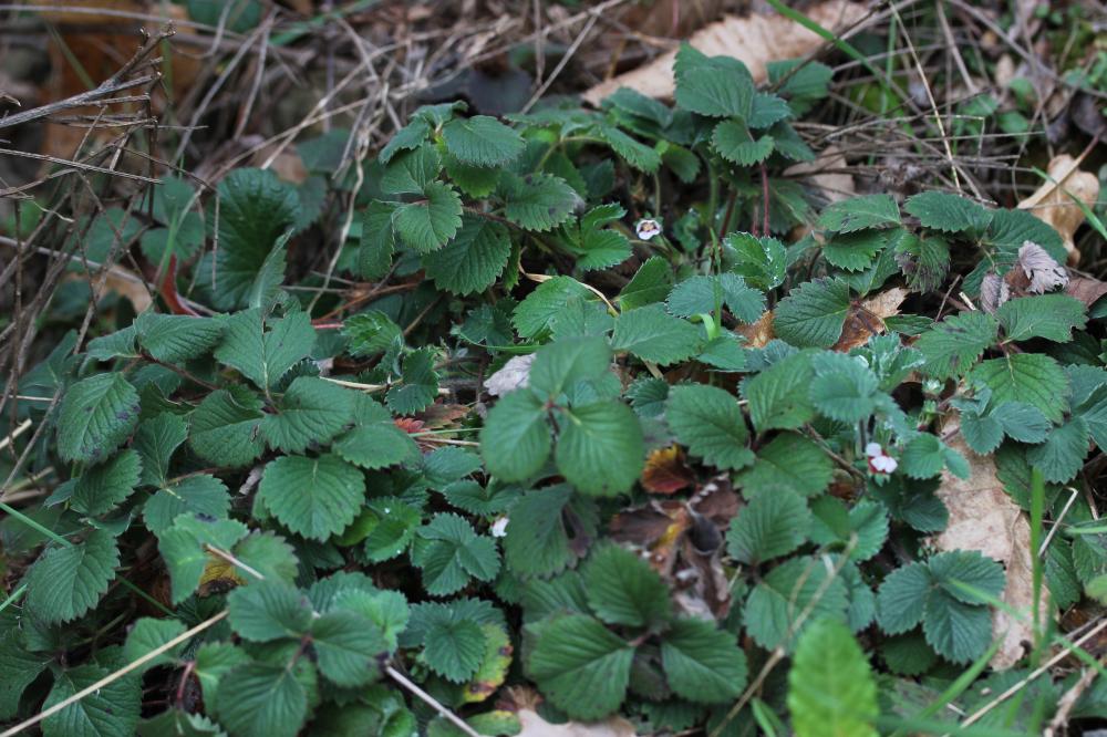 Potentille à petites fleurs Potentilla micrantha Ramond ex DC., 1805
