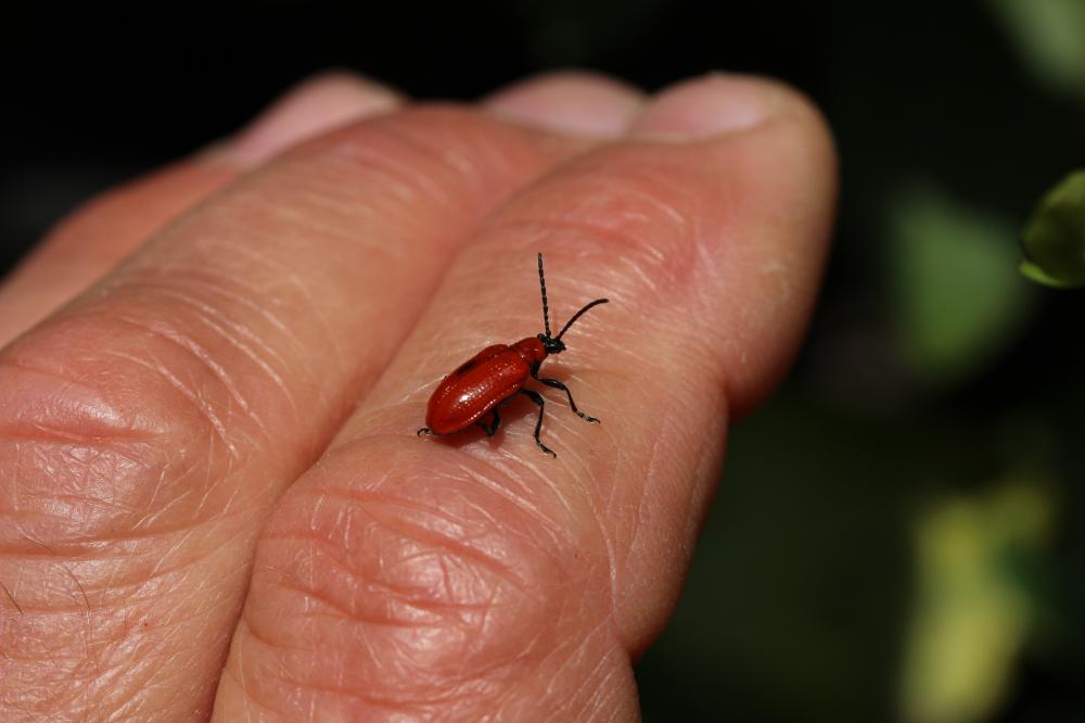 Criocère du Lys Lilioceris lilii (Scopoli, 1763)