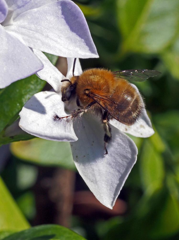 Anthophore commune, Anthophore plumeuse, Anthophor Anthophora plumipes (Pallas, 1772)