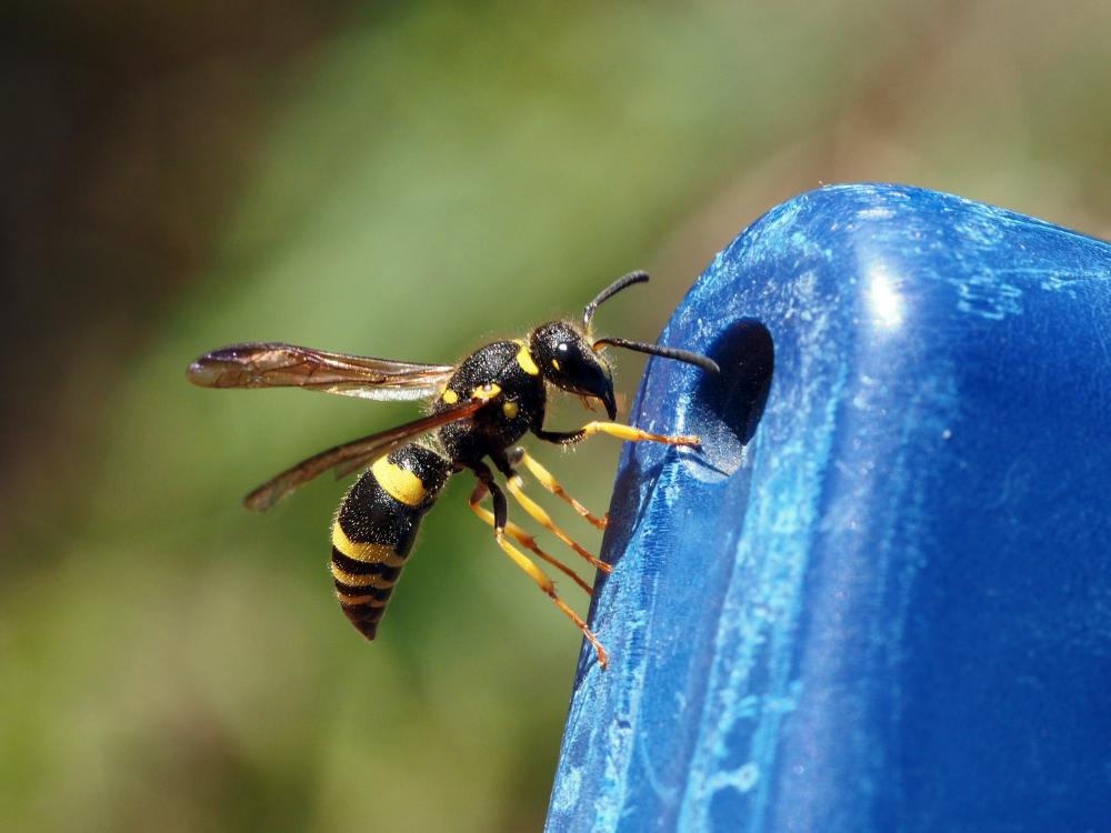 Guêpe maçonne Ancistrocerus parietinus (Linnaeus, 1760)