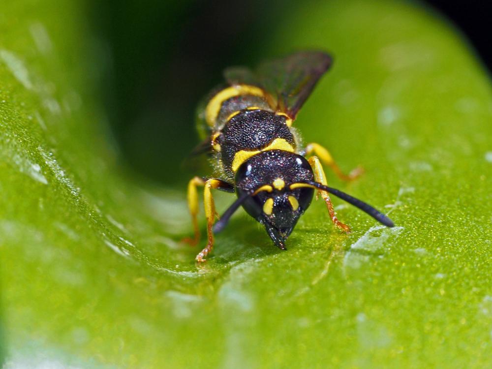 Guêpe maçonne Ancistrocerus parietinus (Linnaeus, 1760)